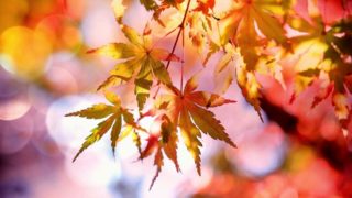 紅葉